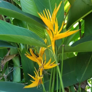 2 Tropical Yellow Heliconia Rhizomes, Live Heliconia Roots, 6-10 Inc Tall, Bird Of Paradise Heliconia Plant for Exotic Gardens