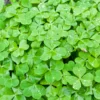Oxalis Live Plant, Shamrock Plant, Shamrock Plant Live In Pot