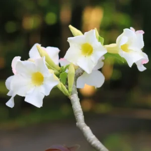 Adenium Plant Live, Desert Rose Plant, Desert Rose Plant Live In 4 Inches Flower Pot, Succulent Plant Live Outdoor