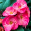 Euphorbia Milii Plant Live, Crown Of Thorns Plant, Cactus Plant Live In 4 Inches Pot, Live Flowers Plant