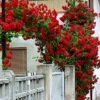 Rose Climbing Bushes Plants Live, Fragrant and Well-rooted, Starter 7 to 12 Inc Tall, No Leaf, Rose Plants Live, Climbing Rose for Growing Outdoor, Year-round Planting
