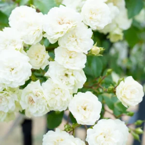 Rose Climbing Bushes Plants Live, Fragrant and Well-rooted, Starter 7 to 12 Inc Tall, No Leaf, Rose Plants Live, Climbing Rose for Growing Outdoor, Year-round Planting