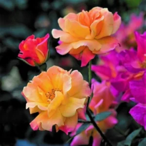 Rose Climbing Bushes Plants Live, Fragrant and Well-rooted, Starter 7 to 12 Inc Tall, No Leaf, Rose Plants Live, Climbing Rose for Growing Outdoor, Year-round Planting