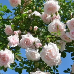 Rose Climbing Bushes Plants Live, Fragrant and Well-rooted, Starter 7 to 12 Inc Tall, No Leaf, Rose Plants Live, Climbing Rose for Growing Outdoor, Year-round Planting