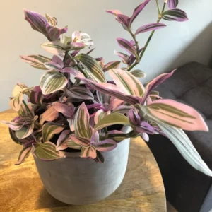 Wandering Jew Plant, Tradescantia Nanouk, Wandering Jew Live Plant Outdoor, Nanouk Pink Tradescantia 4 Inches Potted