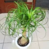 1-2 Feet Tall Live Ponytail Palm Plants Trees, Houseplant Bonsai in 4 Inc Tall Potted, Beaucarnea Recurvata, Easy to Grow Live Palm Indoor Outdoor Gardening