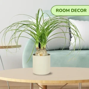 1-2 Feet Tall Live Ponytail Palm Plants Trees, Houseplant Bonsai in 4 Inc Tall Potted, Beaucarnea Recurvata, Easy to Grow Live Palm Indoor Outdoor Gardening