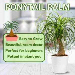 1-2 Feet Tall Live Ponytail Palm Plants Trees, Houseplant Bonsai in 4 Inc Tall Potted, Beaucarnea Recurvata, Easy to Grow Live Palm Indoor Outdoor Gardening