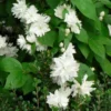 Combo 10 Snowflake Mock Orange Shrub Live Plant, 12-24" Philadelphus Live Shrubs Outdoor Planting, Bare Root, Dormant, Spring Bud Break for Easy Planting