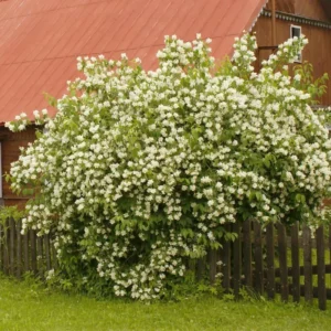 Combo 10 Snowflake Mock Orange Shrub Live Plant, 12-24