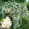 Sets 10 Mock Orange Shrub Live Plant, 1 to 2 Feet Tall Snowflake Philadelphus Live Shrubs Outdoor Planting, Bare Root, Dormant, Fragrant And Easy Planting