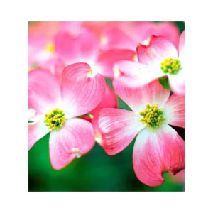 Pink Dogwood Trees Set of 2 - 1 to 1.5 Ft, Dogwood Trees Live Plant In 2.5