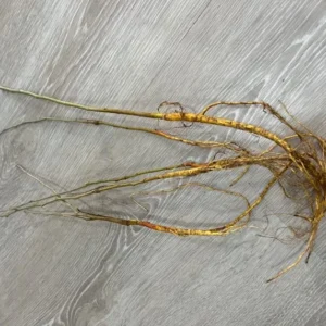 Set of 2 Pink Dogwood Trees Live Plants, 12-18 Inches Tall In 2.5