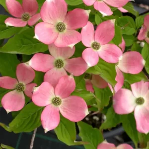 Pink Dogwood Trees Set of 2 - 1 to 1.5 Ft, Dogwood Trees Live Plant In 2.5