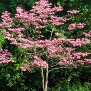 Pack 2 Pink Flowering Dogwood Trees Live Plants, Ready for Planting, Pink Dogwood Tree Seedling, Dormant, No Leaf, 1 to 1.5 Ft Tall