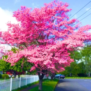 Pink Dogwood Tree Live Plant In Quart Pot, 10 to 16 Inc Tall, Cornus Florida Dogwood Flowering Tree, Dormant In Winter, Zones 5-9