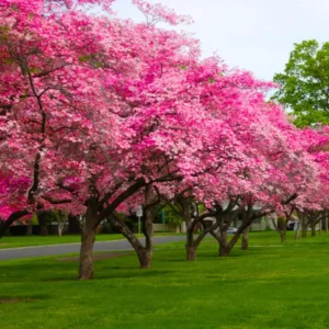 Pack 2 Pink Flowering Dogwood Trees Live Plants, Ready for Planting, Pink Dogwood Tree Seedling, Dormant, No Leaf, 1 to 1.5 Ft Tall