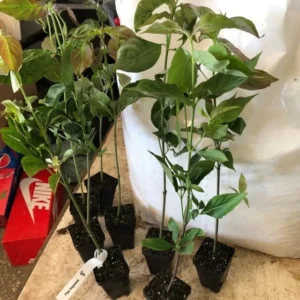 Kousa Dogwood Trees Set of 5, From 1 To 1.5 Ft, Dogwood Trees Live Plant, Kousa Flowering Dogwood Tree Seedling, Dormant, No Leaf, Bare Root