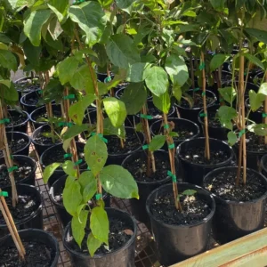 Kousa Dogwood Trees Set of 5, From 1 To 1.5 Ft, Dogwood Trees Live Plant, Kousa Flowering Dogwood Tree Seedling, Dormant, No Leaf, Bare Root