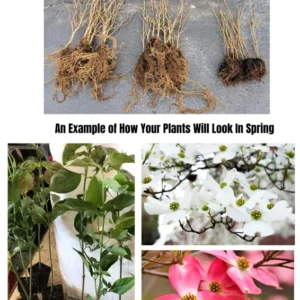 Set of 5 Kousa Dogwood Trees Live Plants Bare Root, 12-18 Inches Tall, Ready for Planting, Kousa Flowering Dogwood Tree Seedling, Dormant, No Leaf