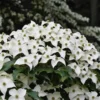 Pack 10 Kousa Flowering Dogwood Trees Live Plants, Ready for Planting, Kousa Dogwood Tree Seedling, Dormant, No Leaf, 1 to 1.5 Ft Tall