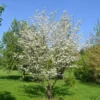 White Dogwood Trees Set of 5 - 1 to 1.5 Ft, Dogwood Trees Live Plant, White Flowering Dogwood Tree Seedling, Dormant, No Leaf, Bare Root