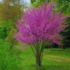 Sets 5 Seedlings Eastern Red Bud Trees Live Plants, Purple Pink Redbud Flower, Redbud Trees Seedlings for Planting, 12-18 Inch Dormant, Spring Blooms