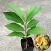 2 Common Pawpaw Trees Live Plants, Paw Paw Plant Indian Banana Trees Asimina Triloba, 6 to 12 Inches In Height In Quart Pot