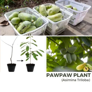 2 Common Pawpaw Trees Live Plants, Paw Paw Plant Indian Banana Trees Asimina Triloba, 6 to 12 Inches In Height In Quart Pot