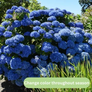 5 White Pee Gee Hydrangea Trees Set 5 Bare Roots, Flowers Hydrangea for Planting, Hardy Hydrangea Bush, Zone 5 to 9, Change Color Hydrangea Shrub