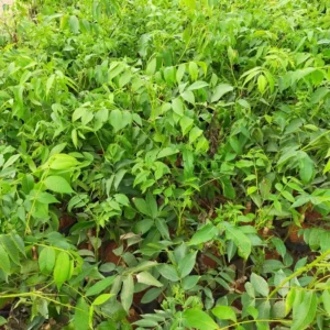 Sets 5 Hardy Pecan Trees Lives Plants Seedlings Bare Roots, Fast Growing Pecan Nut Trees Live Plants, Dormant In Winter, Cold Hardy