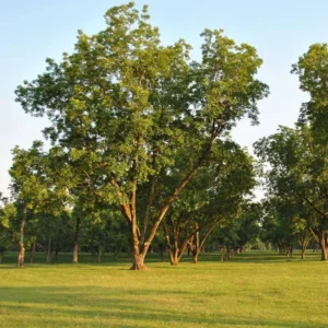 Sets 5 Hardy Pecan Trees Lives Plants Seedlings Bare Roots, Fast Growing Pecan Nut Trees Live Plants, Dormant In Winter, Cold Hardy