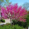 Sets 10 Seedlings Eastern Red Bud Trees Live Plants, Purple Pink Redbud Flower, Redbud Trees Seedlings for Planting, 12-18 Inch Dormant, Spring Blooms
