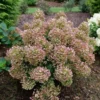 Fire Hydrangea Live Plant Bush Shrub for Planting, Hydrangea Tree Plant in Quart Pot, 9-12 Inc Tall