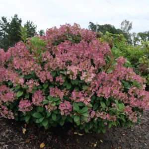 Fire Hydrangea Live Plant Bush Shrub for Planting, Hydrangea Tree Plant in Quart Pot, 9-12 Inc Tall