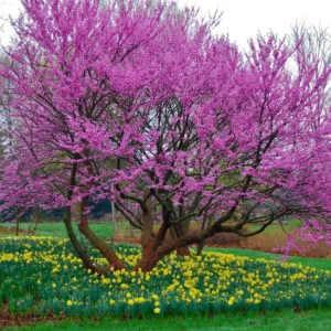 Set 5 Eastern Red Bud Trees Live, Redbud Trees for Planting, 12 To 18 Inc Bare Root, No Leaf, Eastern Redbud Tree Live Plant , Live Redbud Trees, Redbud Tree Live Plant, Redbud Tree Live