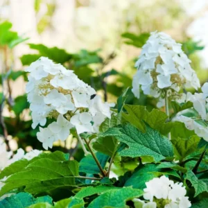 White Oakleaf Hydrangea Live Plant Bush Shrub for Planting, 6-10 Inc Tall in 4" Pot Size, Hydrangea Tree Plant