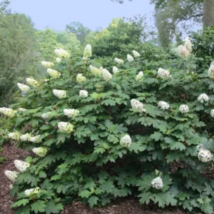 White Oakleaf Hydrangea Live Plant Bush Shrub for Planting, 6-10 Inc Tall in 4
