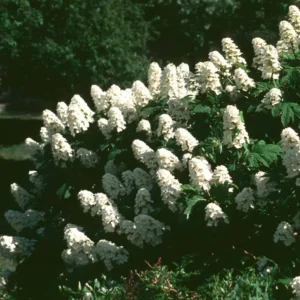 White Oakleaf Hydrangea Live Plant Bush Shrub for Planting, 6-10 Inc Tall in 4