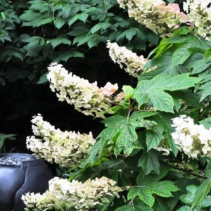 White Oakleaf Hydrangea Live Plant Bush Shrub for Planting, 6-10 Inc Tall in 4