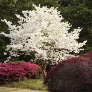 5 White Dogwood Trees Live Plant, Bare Root, Dormant, 1 to 2 Ft Tall, Dogwood Tree for Planting Outdoors, White Flowersing Dogwood Tree Shrub Bush Plant for Growing Outside