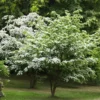 10 Kousa Dogwood Tree Live Plant in Quart Pot, 2 to 4 Ft Tall, Kousa Dogwood Tree for Planting Outdoors, White Flowersing Dogwood Tree Shrub Bush Plant for Growing Outside