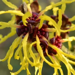 Yellow Witch Hazel Tree Shrub Flowersing Bushes Witch Hazel Plants Tree in Quart Pot, 6 to 12 Inc Tall Live Plants, Witch Hazel Plants