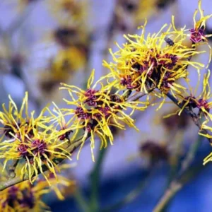 Witch Hazel Tree Shrub, Yellow Witch Hazel Plants Tree Flowersing Bushes in Quart Pot Live Plants for Planting