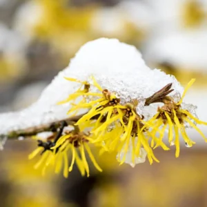 Yellow Witch Hazel Tree Shrub Flowersing Bushes Witch Hazel Plants Tree in Quart Pot, 6 to 12 Inc Tall Live Plants, Witch Hazel Plants