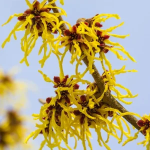 Yellow Witch Hazel Tree Shrub Flowersing Bushes Witch Hazel Plants Tree in Quart Pot, 6 to 12 Inc Tall Live Plants, Witch Hazel Plants