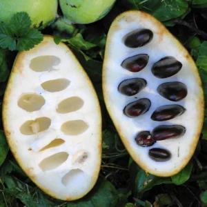 2 Pawpaw Trees Live Plants, Paw Paw Trees Plants Live in Quart Pot, Asimina Triloba Trees for Planting, 6-12