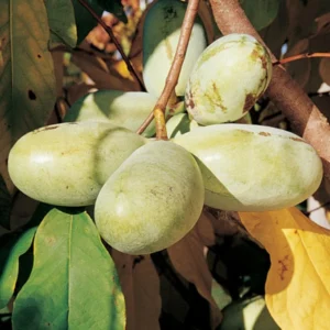 2 Pawpaw Trees Live Plants, Paw Paw Trees Plants Live in Quart Pot, Asimina Triloba Trees for Planting, 6-12