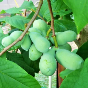 2 Pawpaw Trees Live Plants, Paw Paw Trees Plants Live in Quart Pot, Asimina Triloba Trees for Planting, 6-12