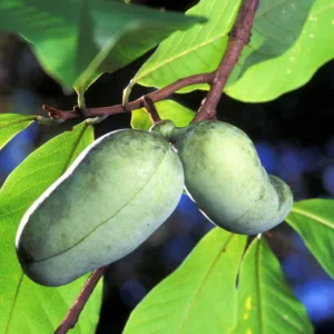 Set 2 Paw Paw Trees Live Plants, Pawpaw Trees Plant Live, 6 to 12 Inc Tall in Quart Pot, Asimina Triloba Trees for Planting